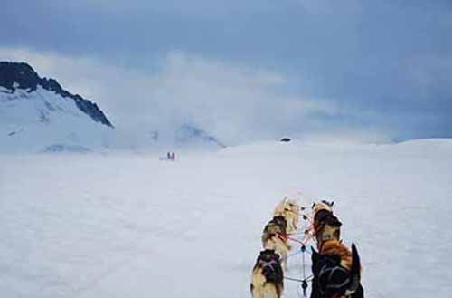 Trek through the cold terrain of Alaska with a team of tough huskies and their Iditarod mushers.