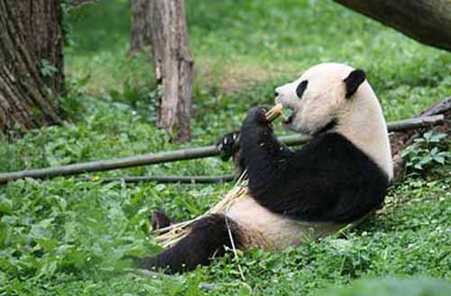 Get to know Pandas and watch them play, snack and tumble together in central China’s national parks. Pandas can be found in China, one of Cover-More's top destinations for animal-lovers.