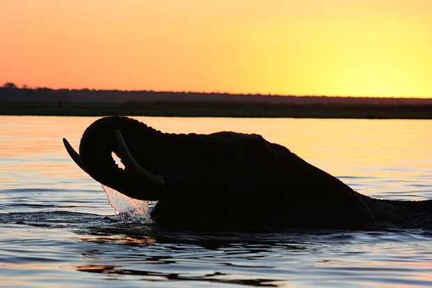 An elephant swims across the river as the sun sets.