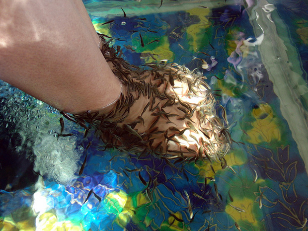 Fish pedicures are just about as bizarre as they sound…are you willing to give it a go?