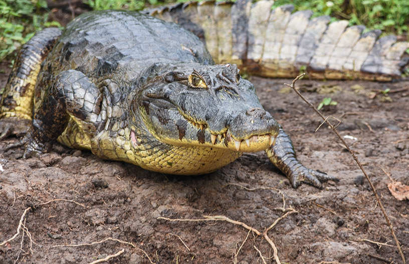 caymans in the amazon