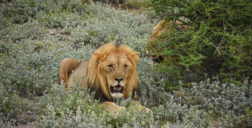 Lion at Namibia