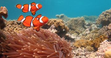 Clown fish in reef