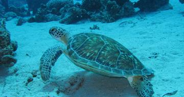 Turtle underwater