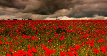 Poppy fields