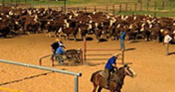 cattle in outback queensland