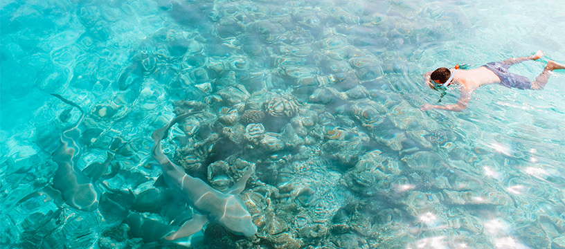 swimming-with-sea-creatures-maldives