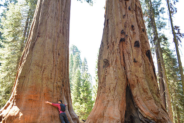 Giant Forest